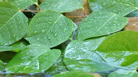 Rain and green leaves Stock Footage 8607422