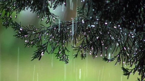 Rain and green trees, pine Video stock 96256569