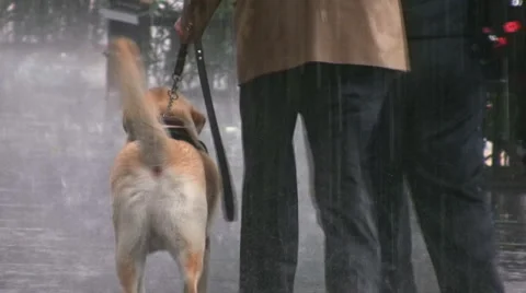 Rain and guiding dog Stock Footage