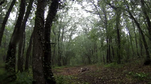 Rain and hail in the deciduous forest. Full HD Stock Footage 111161692