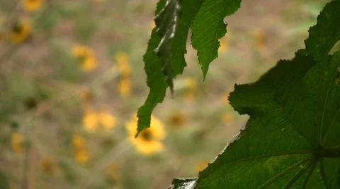 Rain and leaves Stock-Footage 5666168