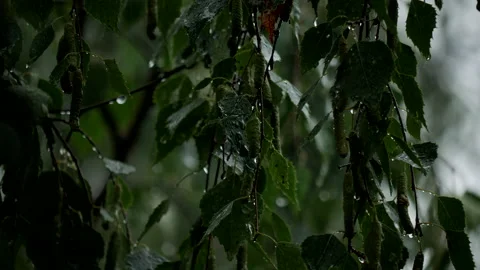 Rain and leaves Stock Footage 201418404