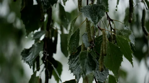 Rain and leaves Stock Footage 201418426