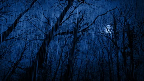Rain And Lightning In The Forest Late At Night Stock Footage 247973510