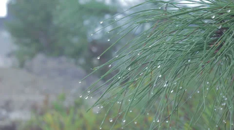 Rain and Morning Dew on Pine Tree Stock Footage