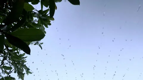 Rain and the nature. rain drop leaf. rain and trees. Video stock 132356594