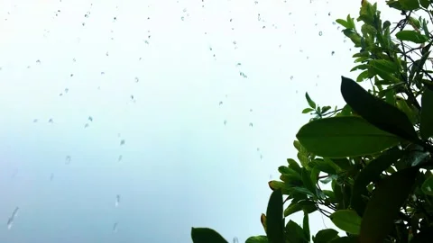 Rain and the nature. rain drop leaf. rain and trees. Video stock 132356607