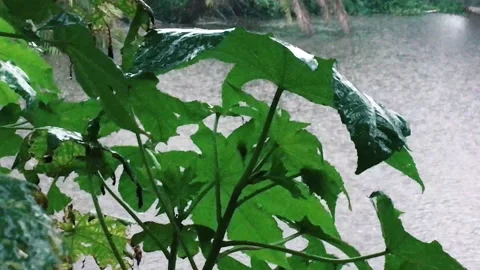 Rain and the nature. rain drop leaf. rain and trees. Video stock 132356784