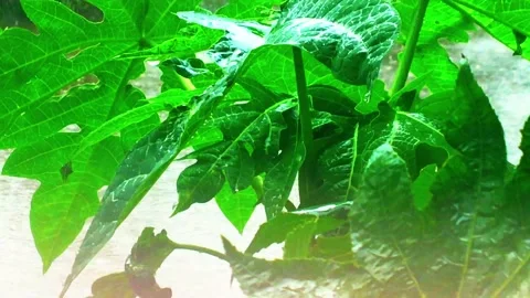 Rain and the nature. rain drop leaf. rain and trees. Video stock 132357544