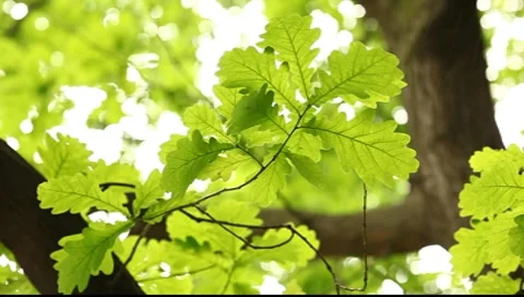 Rain and oak tree leaves Видео 7562331
