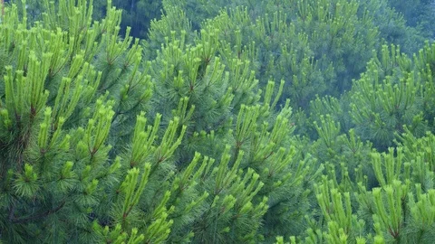 Rain and Pine tree Stock Footage 116813341