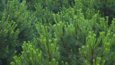Rain and Pine tree  Stock Footage 116813491
