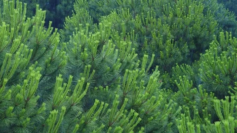 Rain and Pine tree  Stock Footage 116813811