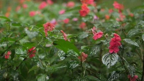 RAIN AND PLANTS SLOW MOTION Stock Footage 130863191