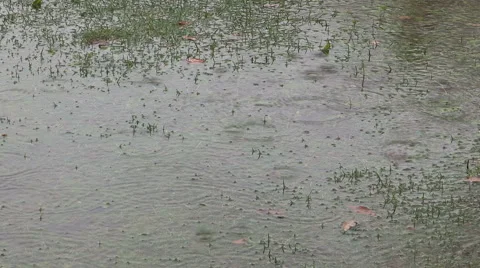 Rain and puddles flooding the grass on rainy day in Toronto Stock Footage 56422124