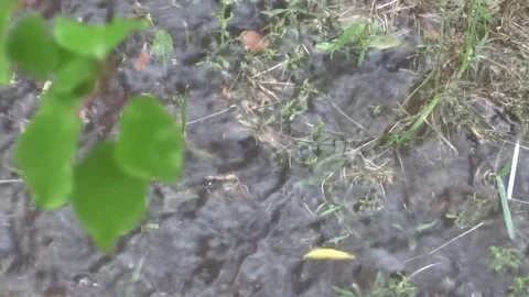 Rain and puddles Video stock 100288812