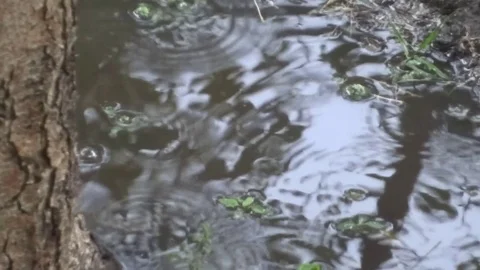 Rain and puddles Video stock 100288826
