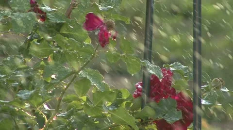 Rain and roses Stock Footage 10790155