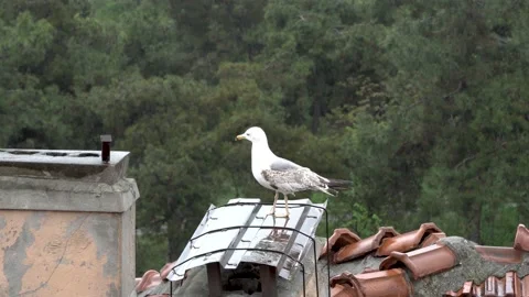 Rain and seagull Stock Footage 131388383