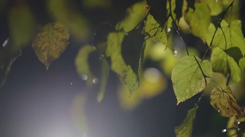 Rain and snow falls on the background of autumn leaves Stock Footage 68662561