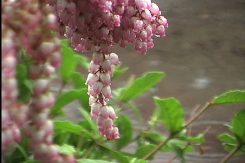 Rain and spring flowers Stock Footage 745279