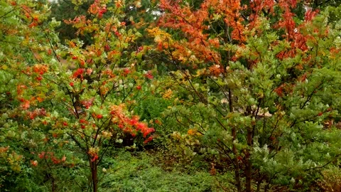 Rain and strong gust of wind on rowan trees(Sorbus aucuparia) in autumn Stock Footage 134904368