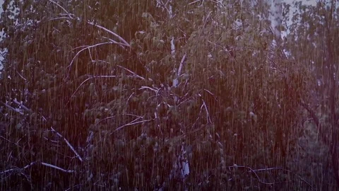 Rain and strong wind bending a tree at night Stock Footage 106973841