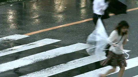 Rain and strong wind during a typhoon. Video stock 8682677