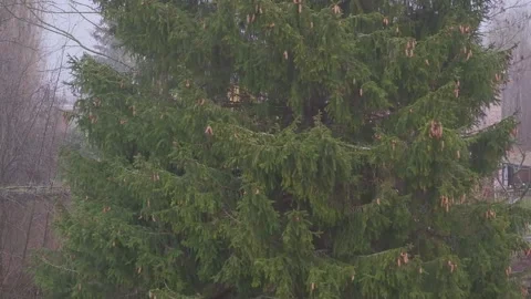 Rain and strong wind.  Stock Footage 150664343