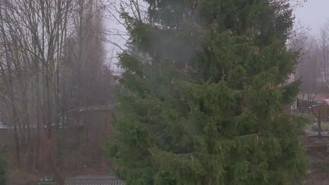 Rain and strong wind. A large pine tree sways in the wind Stock Footage 150664344