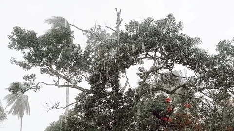 Rain and strong winds shake tropical trees Stock Footage 317092579