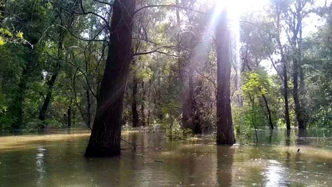 Rain and sun in flooded trees Stock Footage