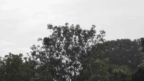 Rain and sun over trees Видео 335083558