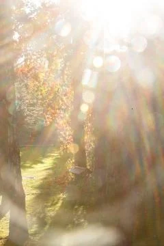 Rain and sunlight at the same time in the forest or Park. Stock Photos