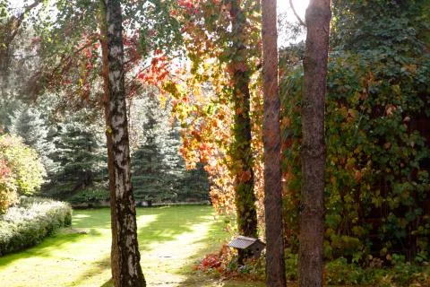 Rain and sunlight at the same time in the forest or Park. Stock Photos