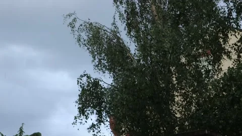 Rain and Thunder Tree, Sky, Evening Video stock 134825224