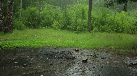 Rain and a thunderstorm in the woods Stock Footage 51855995