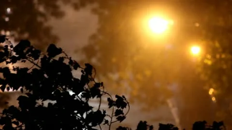 Rain and Tree 0084 Stock Footage 20614509