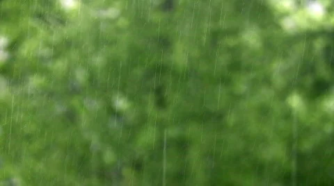 Rain and tree 2 Stock Footage 263124