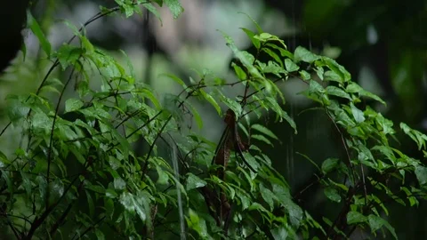 Rain and tree background Vídeos de archivo 96256361