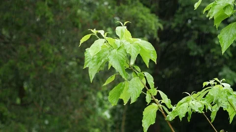 Rain and tree branch Stock Footage 90559748