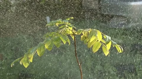 Rain and tree Video stock 10790160