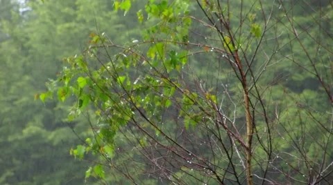 Rain and tree Stock Footage 68803923