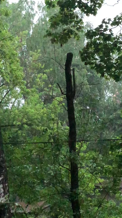 Rain and trees in the city Stock Footage 134598813