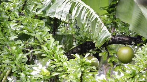 Rain and trees Stock Footage 99117580