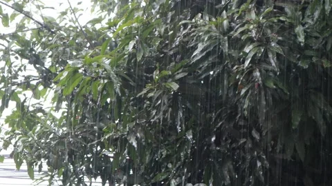 Rain and water drops on trees and leaves Stock Footage 317019625