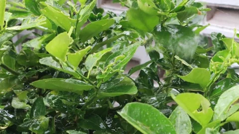 Rain and water drops on trees and leaves Stock Footage 317019649