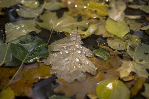 Rain and wet Fall Tree Leaves down in the ground Stock Photos