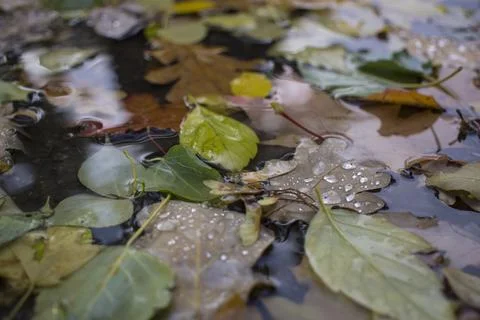 Rain and wet Fall Tree Leaves down in the ground Stock Photos