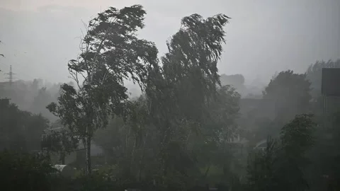 Rain and wind affect the trees in a residential area. Movement of branches 库存影片 337101229